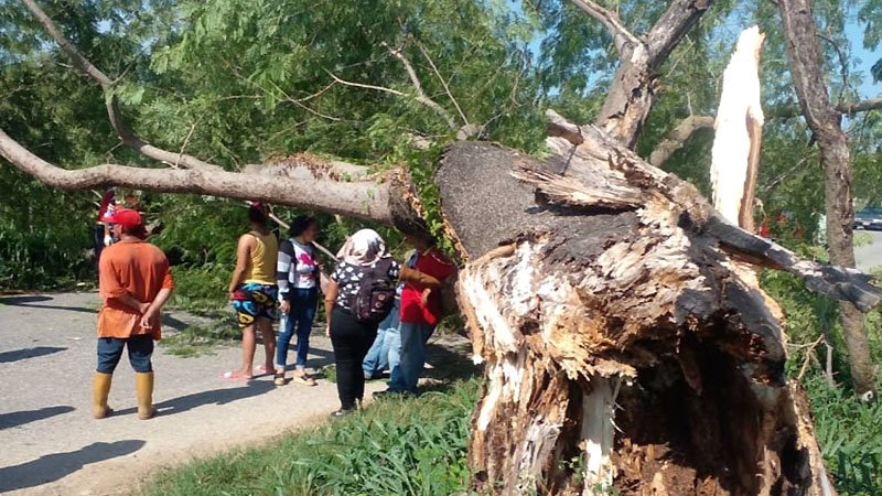 Joven de 19 años muere aplastada por un enorme árbol en Trujillo