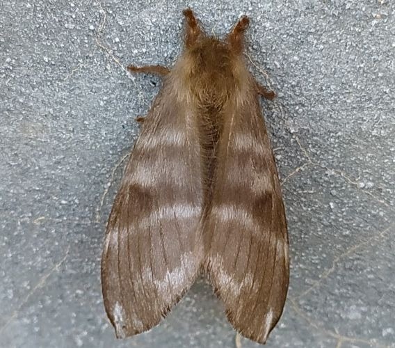 Plaga de palometa peluda