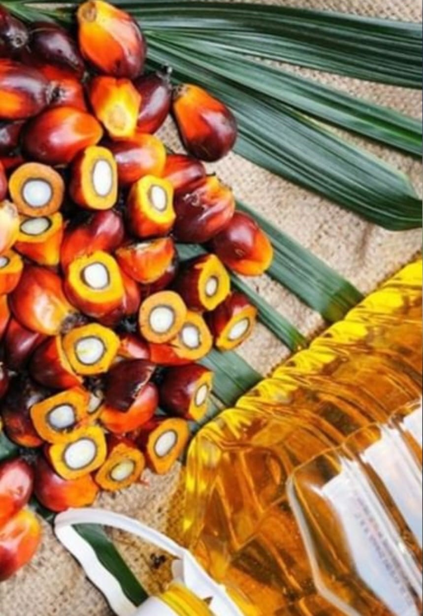 El Zulia es el primer productor de palma aceitera en Venezuela