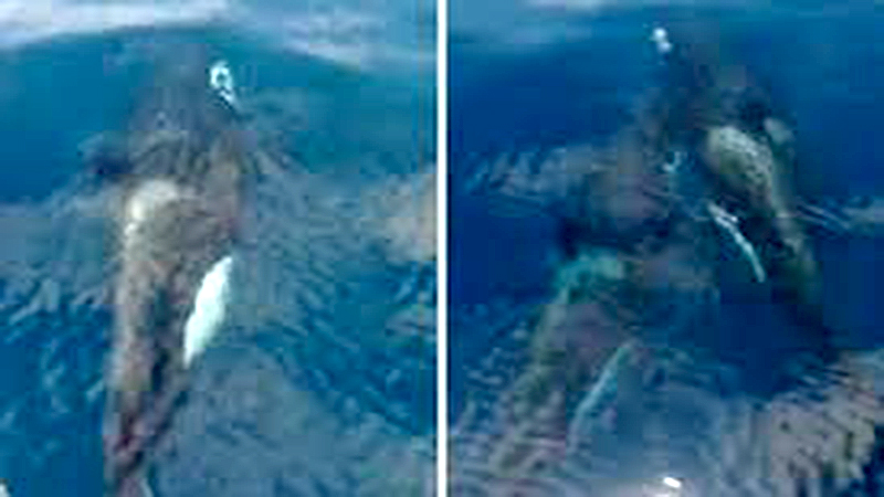 Orcas sorprende a pescadores en la península de Macanao