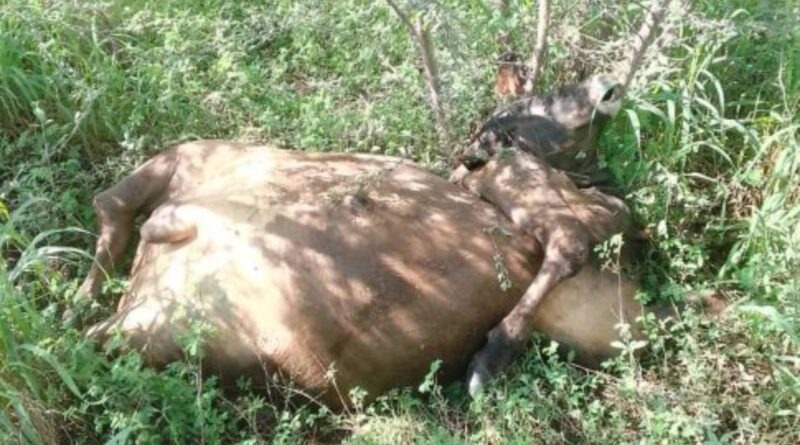 Un toro causó el accidente donde murieron 5 personas