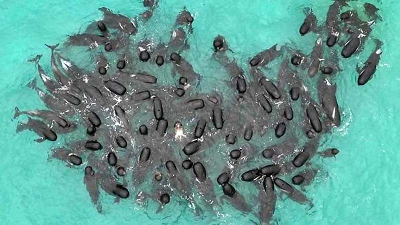 Mueren 51 ballenas piloto tras quedarse varadas en una playa de Australia