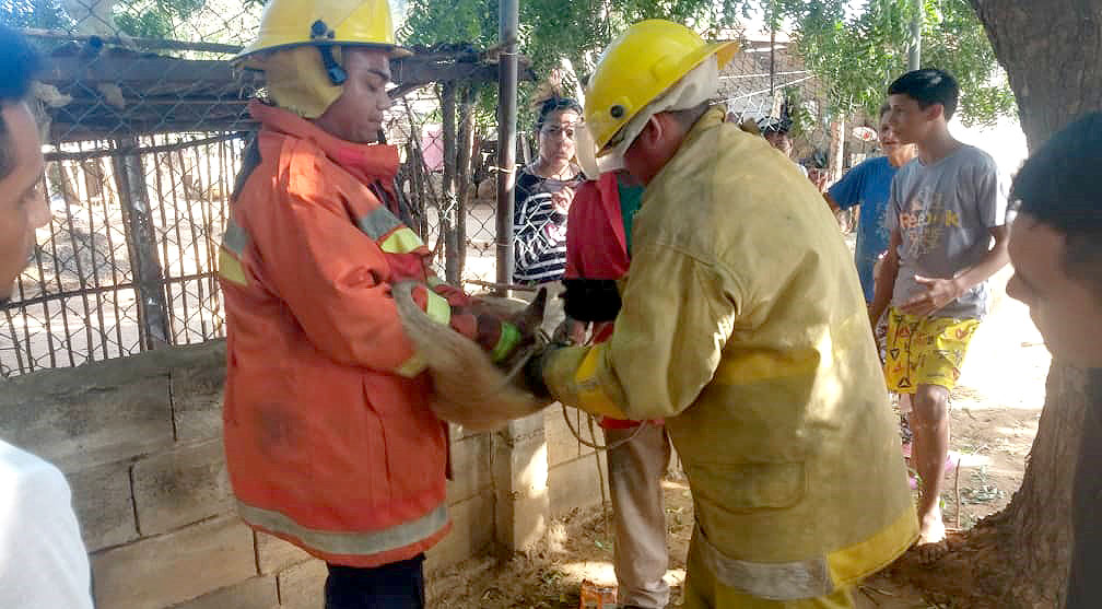 Cuerpo de Bomberos  Miranda rescataron a un Oso Hormiguero