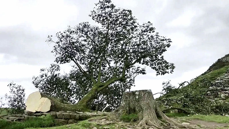 Joven de 16 años tala el icónico árbol de Robin Hood 1