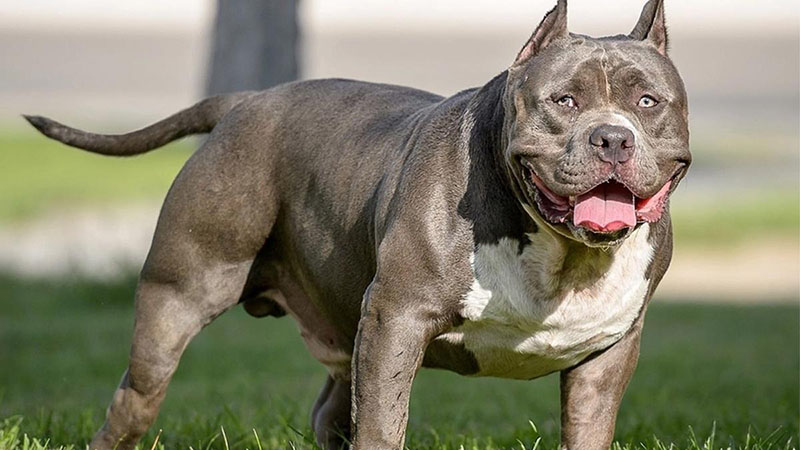 como registrar mi cachorro american bully