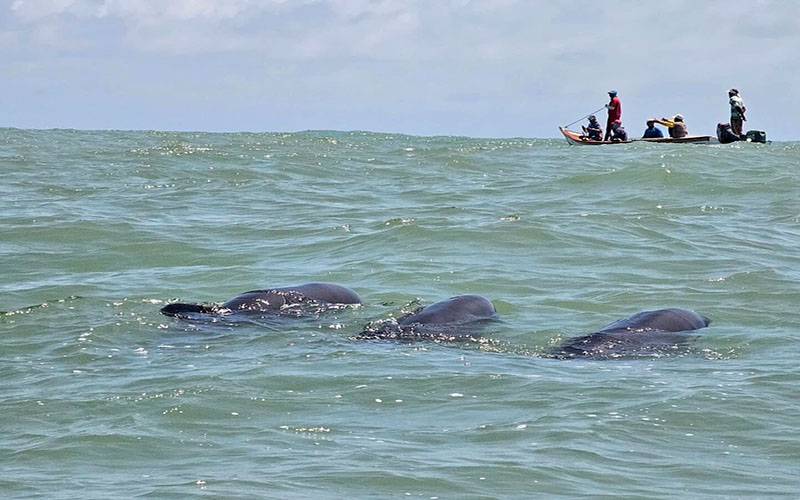 Más de 200 delfines 