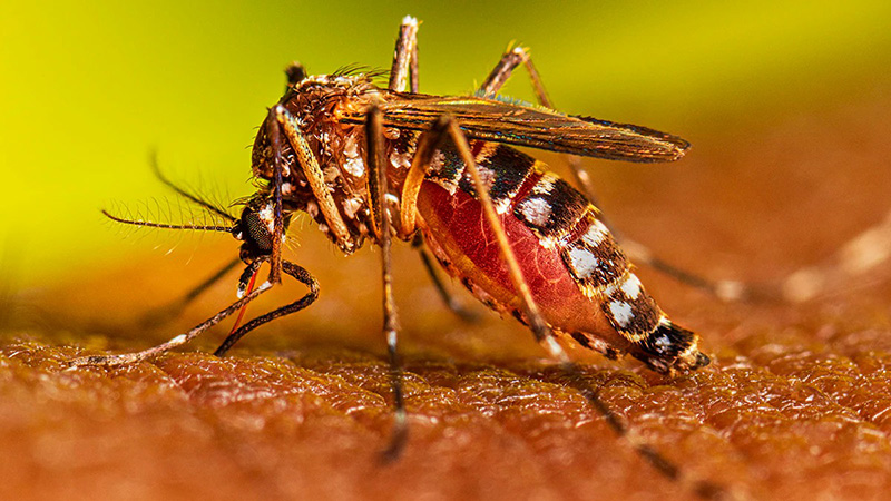 Guatemala se declara en emergencia nacional por epidemia de dengue