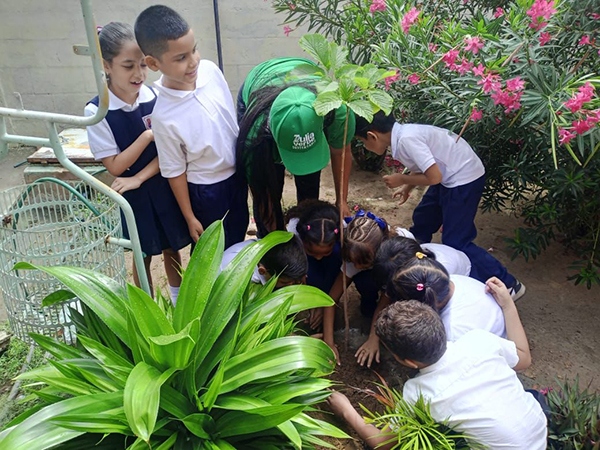 Gobernación del Zulia realiza jornada de siembra de árboles en centros educativos
