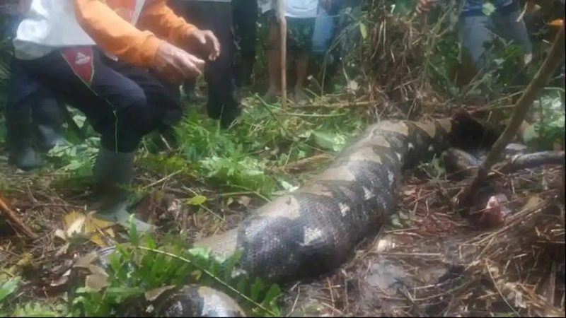 Hallan el cuerpo de una mujer dentro de una pitón de cinco metros