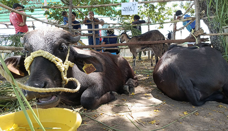 feria agropecuaria en valmore rodr{guez