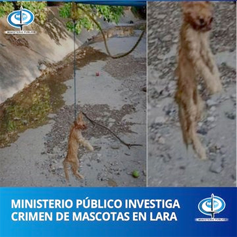 Fiscal  gatos ahorcados sobre una quebrada