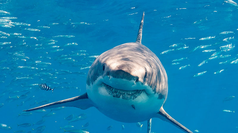 Tiburones de costas de Brasil dan positivo a prueba de cocaína