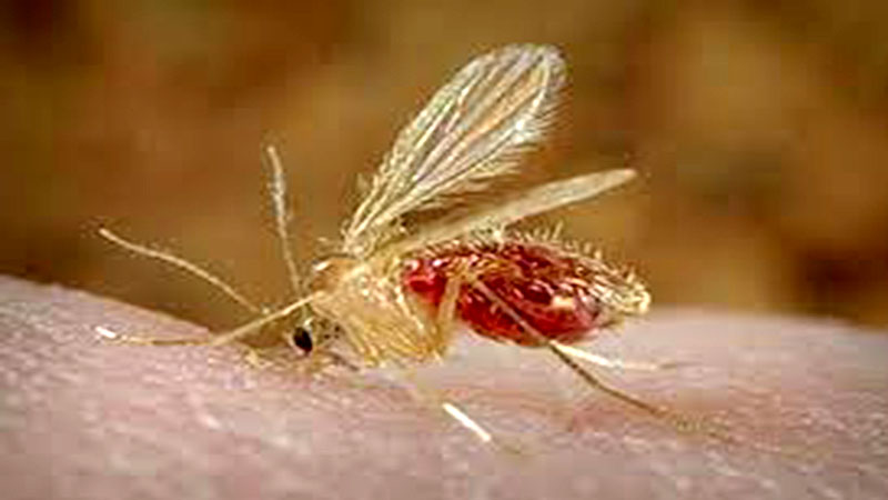 Virus chandipura avanza y deja decenas de muertos en la India
