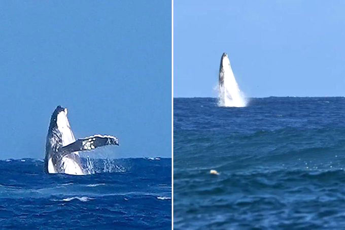 Ballena paraliza el surf olímpico de manera espectacular