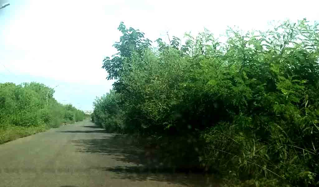 Sector El Cardonal de Cabimas alta maleza 