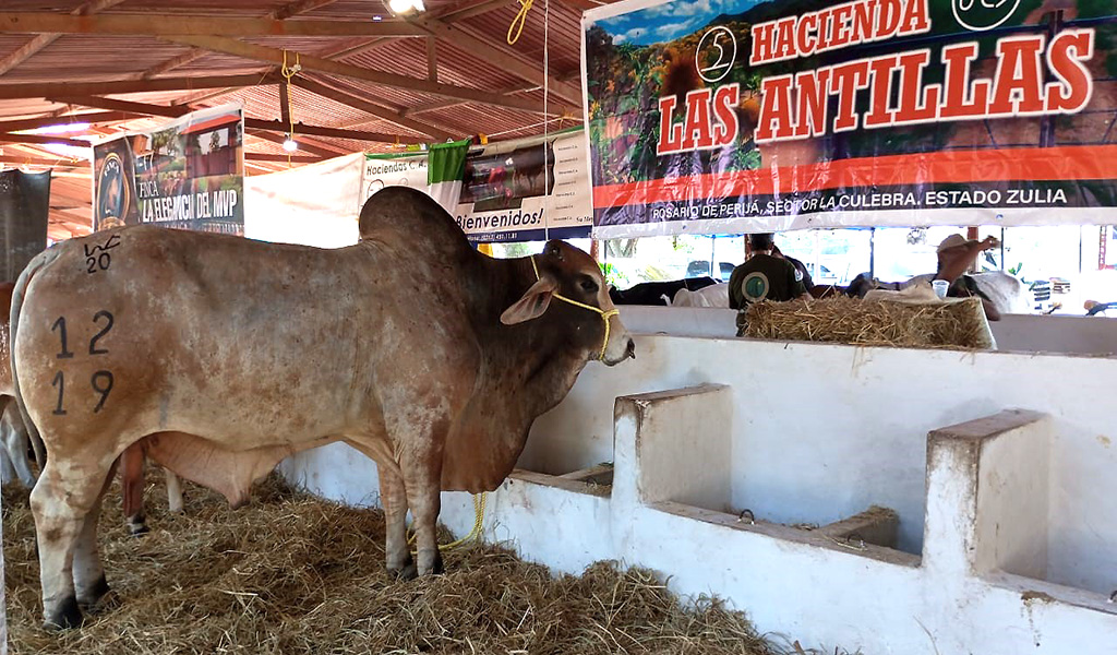 Concurso lechero  XXXIX Feria Ganadera la Villa del Rosario 