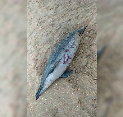 Cicpc investigará la muerte de 20 delfines en Carúpano 