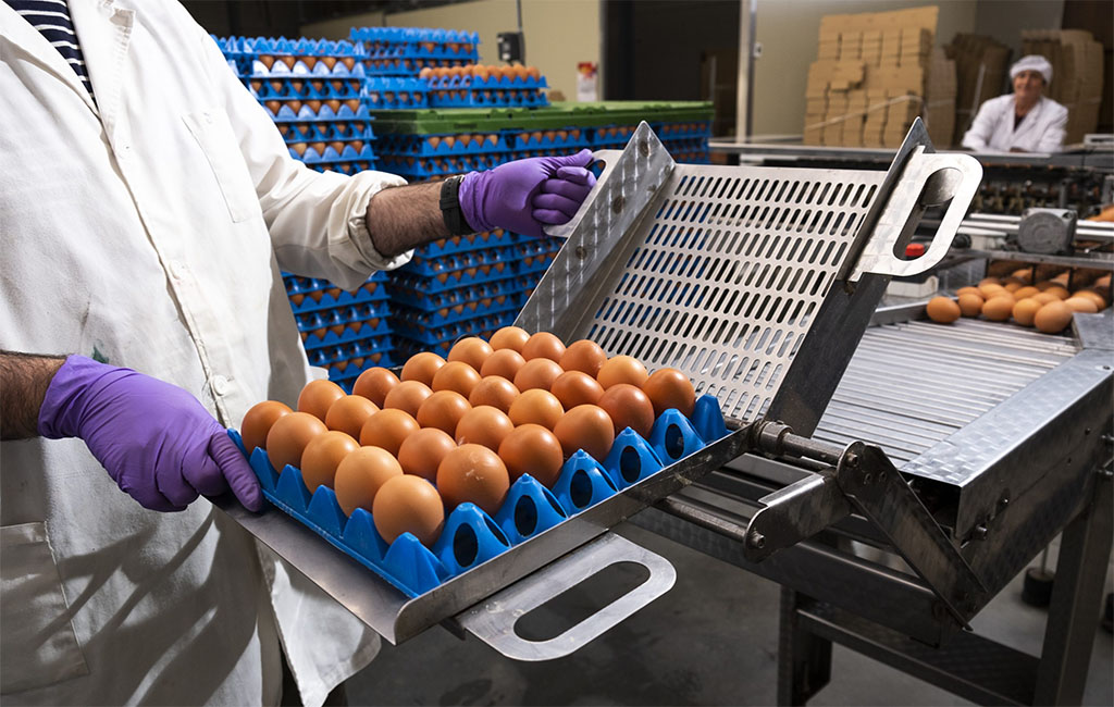 Alquilan gallinas por la escasez de huevos en USA