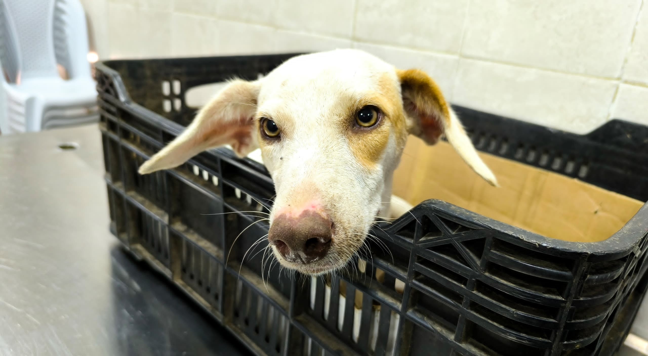 Detenido por atropellar con un camión a un perro en Mercamara