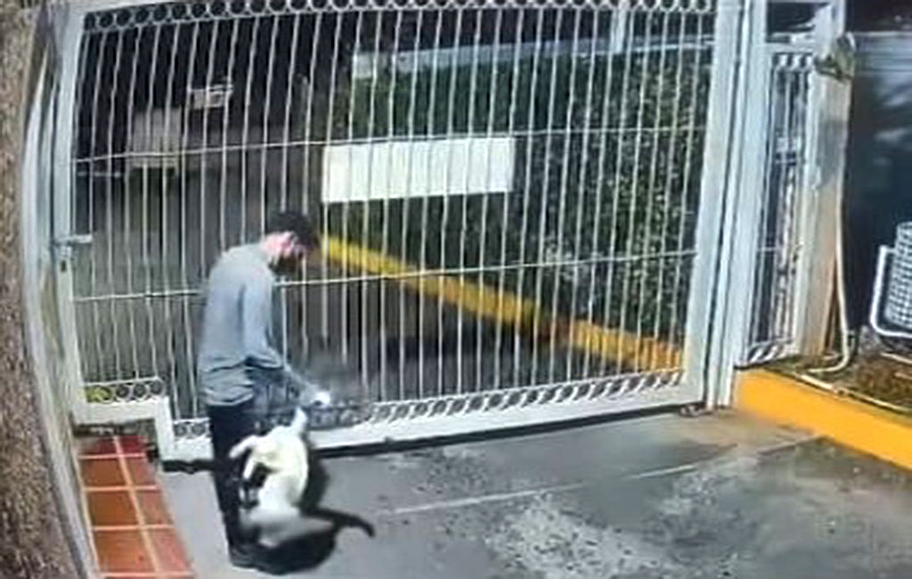 Joven mata a un gato en Maracaibo de trece golpes