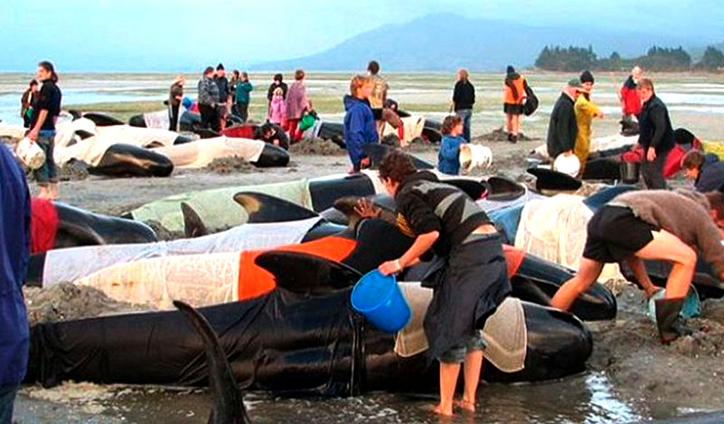 Más de 150 ballenas quedan varadas en una playa de Australia