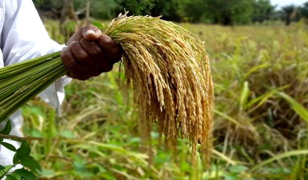 Producción de arroz aumentó 29% en 2024
