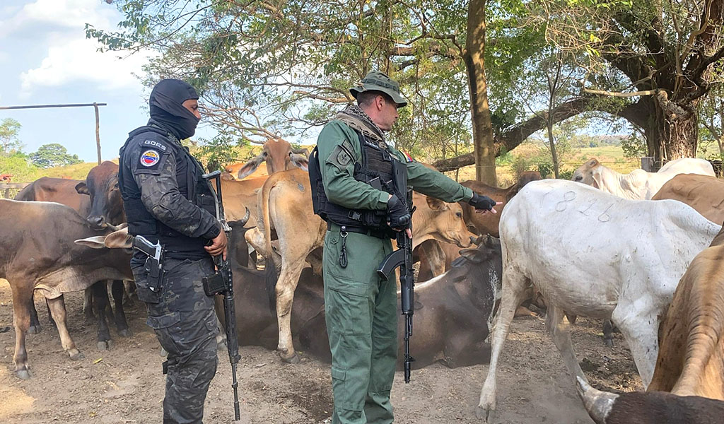 Recuperadas por la GNB 124 reses que habían sido robadas en Machiques de Perijá 