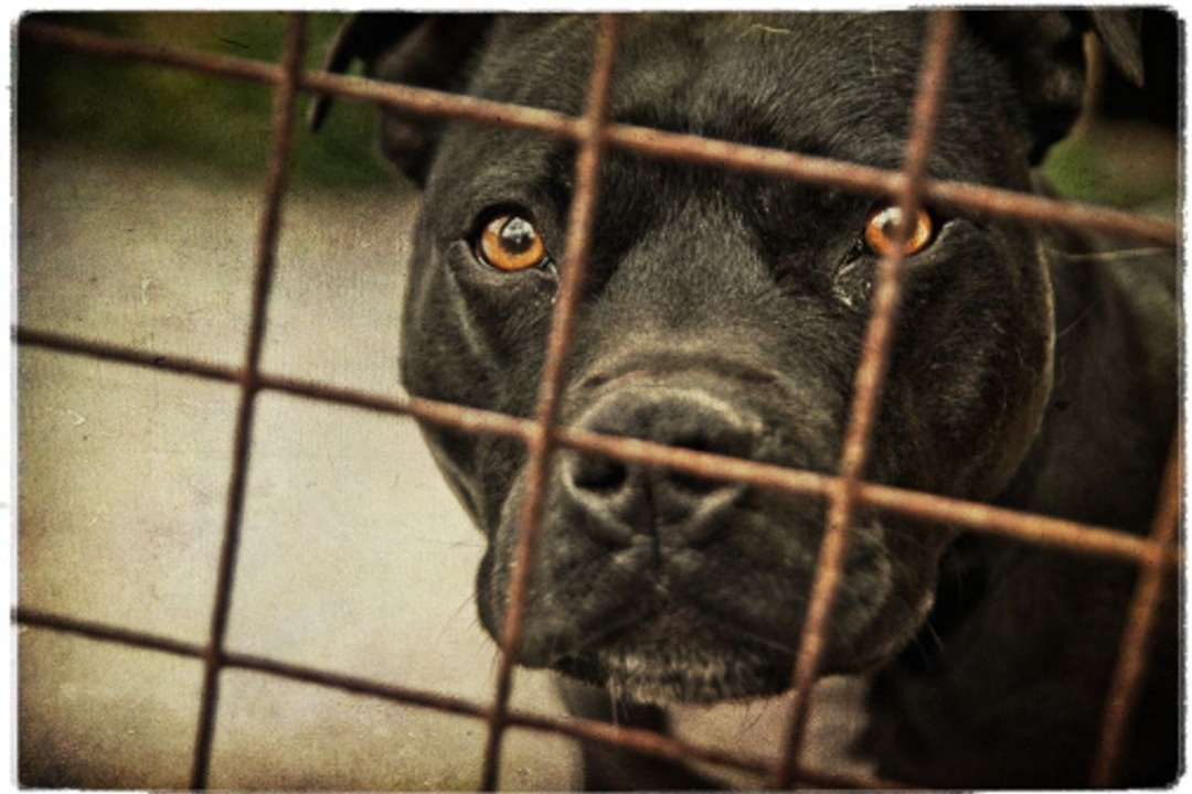 Dos perros pitbull drogados mataron a una anciana