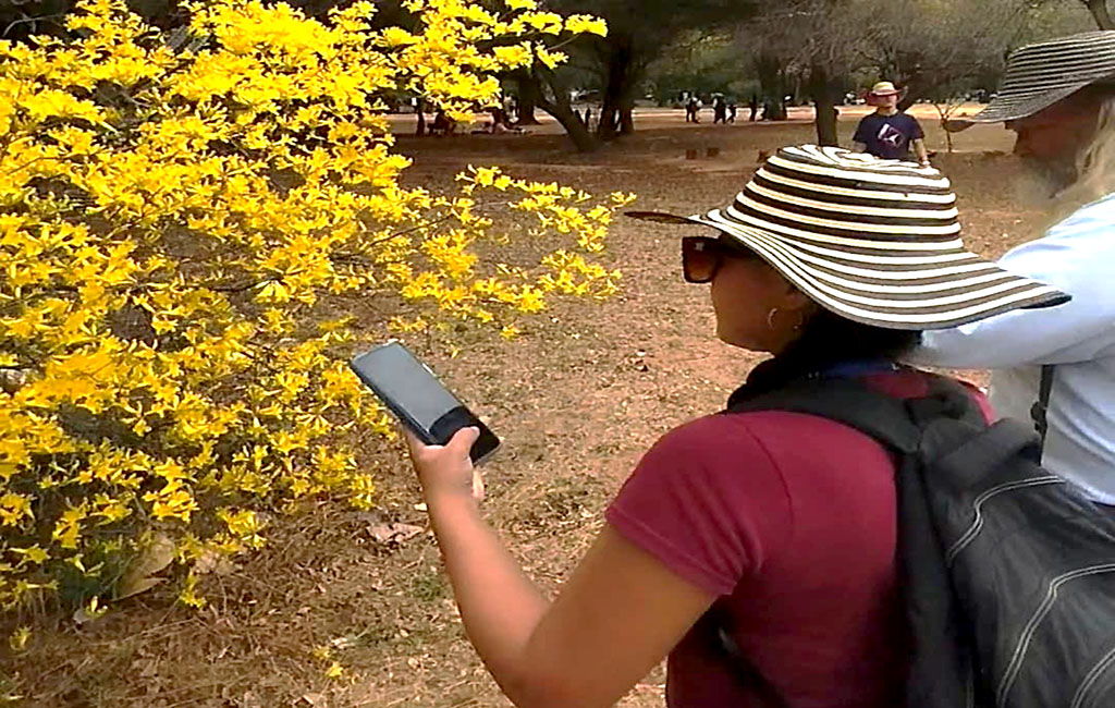 Zulia se viste de amarillo con la floración de los Curarires