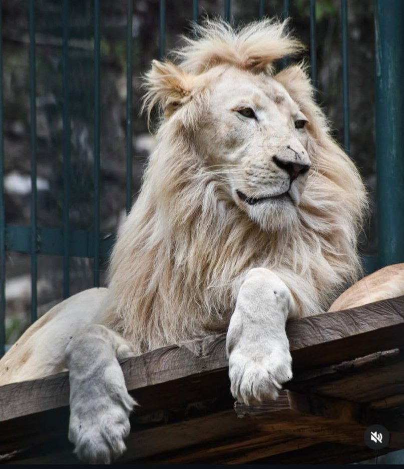 Murió el vigilante que fue mordido por leones en Mérida: No se recuperó de las heridas