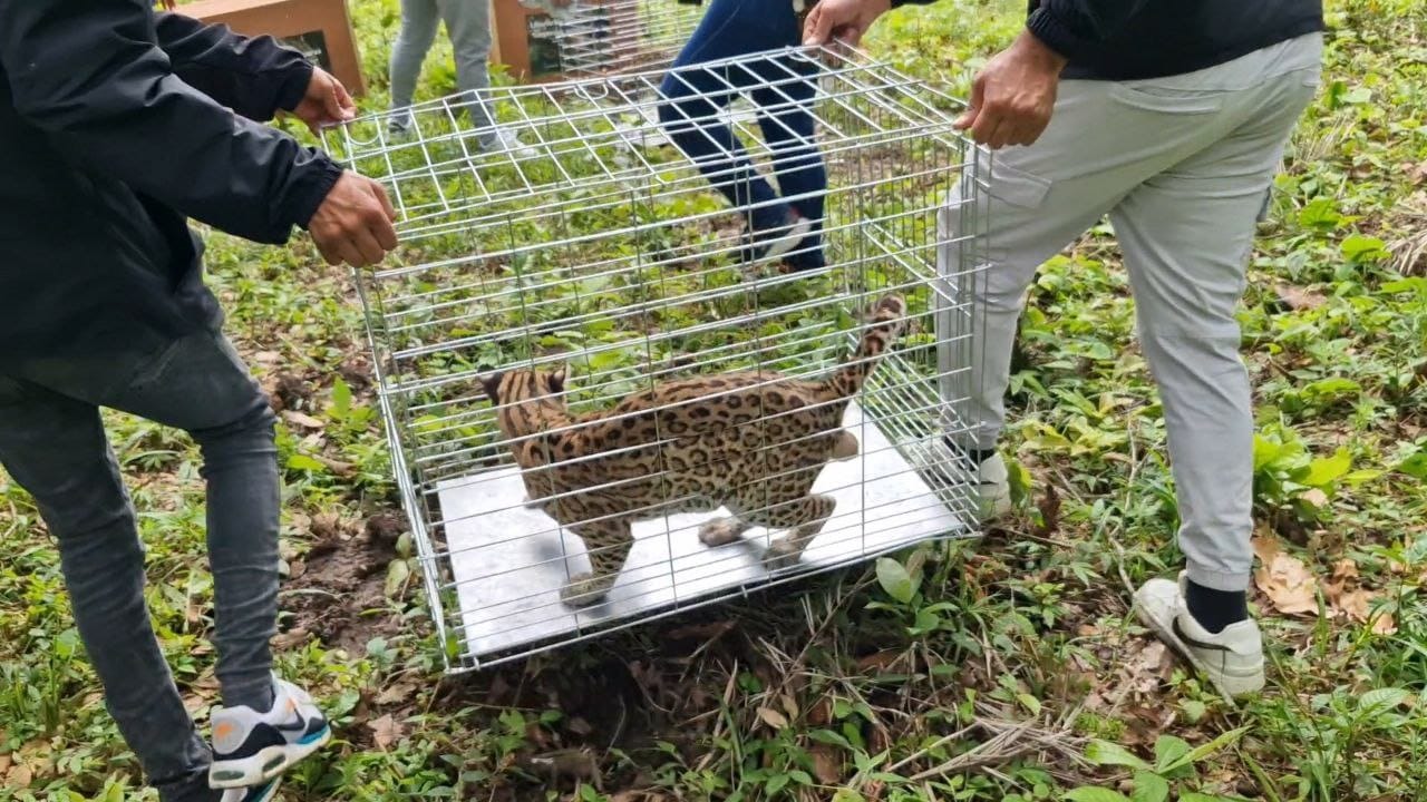 Liberan pareja de cunaguaros en una reserva ecológica de Portuguesa