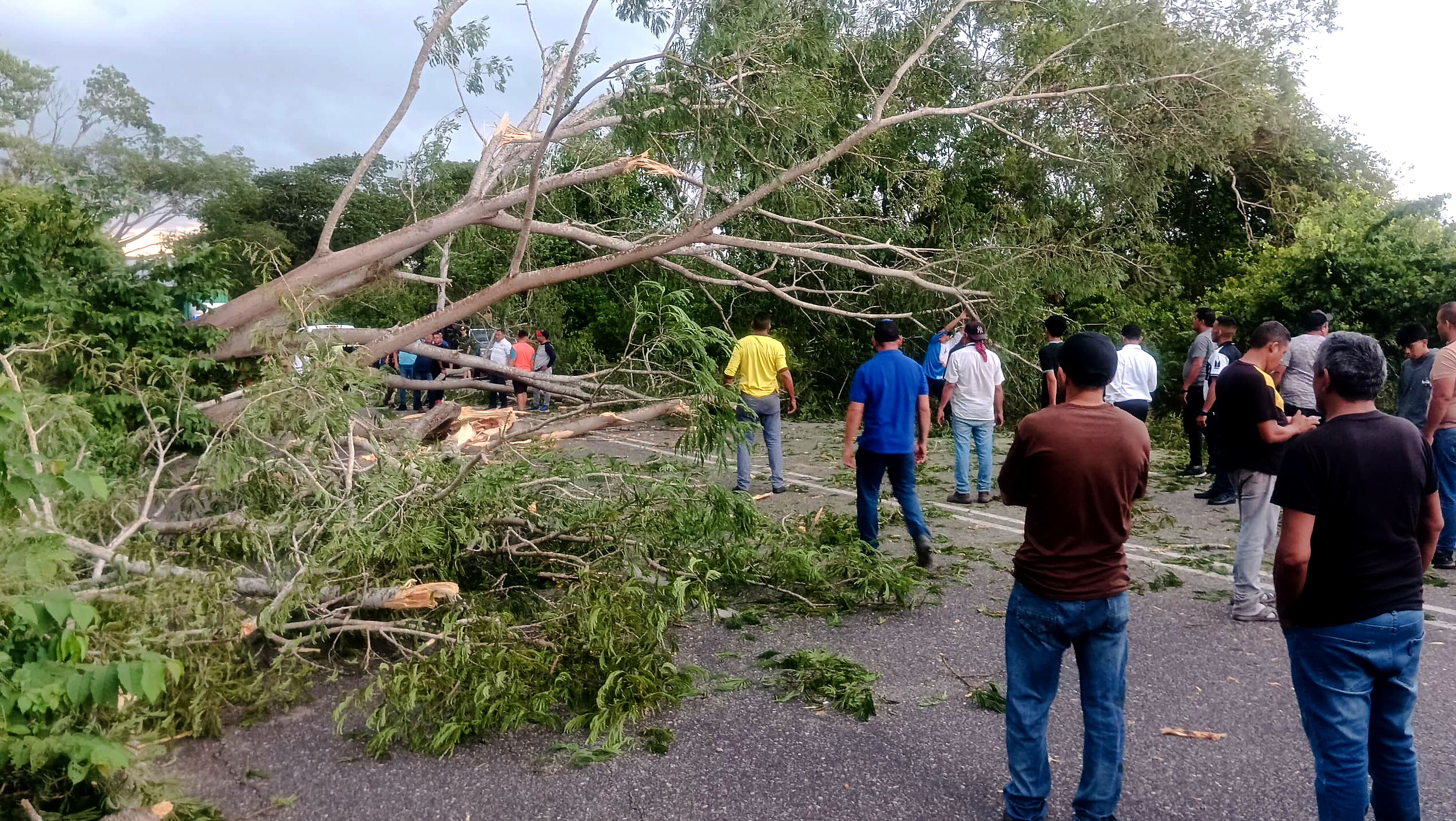 Trancada la carretera Lara-Zulia por caída de árbol en Las Pavas
