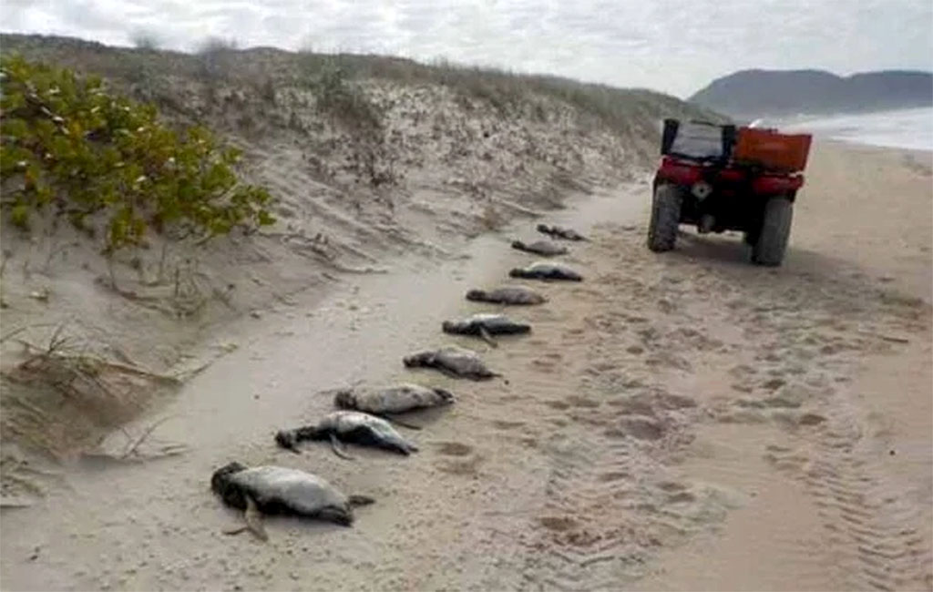 Hallan 739 pingüinos muertos en playas de Brasil