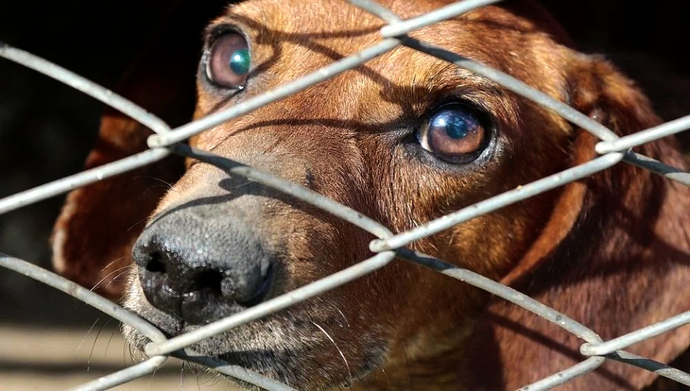 Animales en Venezuela