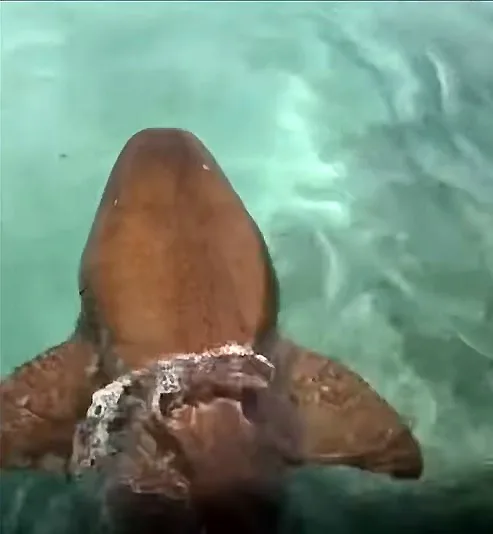 Nacionales.- Un tiburón gato sorprendió a los bañistas en las cristalinas aguas de Los Juanes, dentro del Parque Nacional Morrocoy.