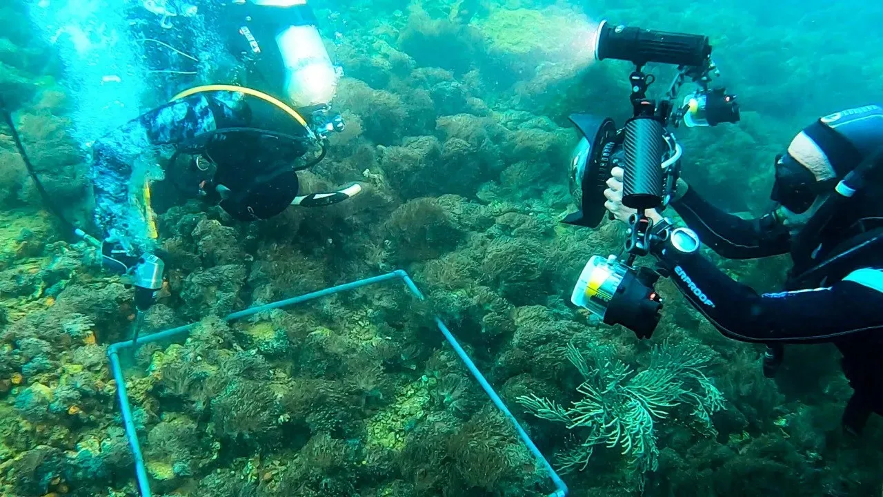 Coral invasor