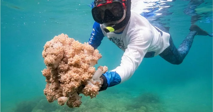 Especies marinas afectadas por un coral invasor