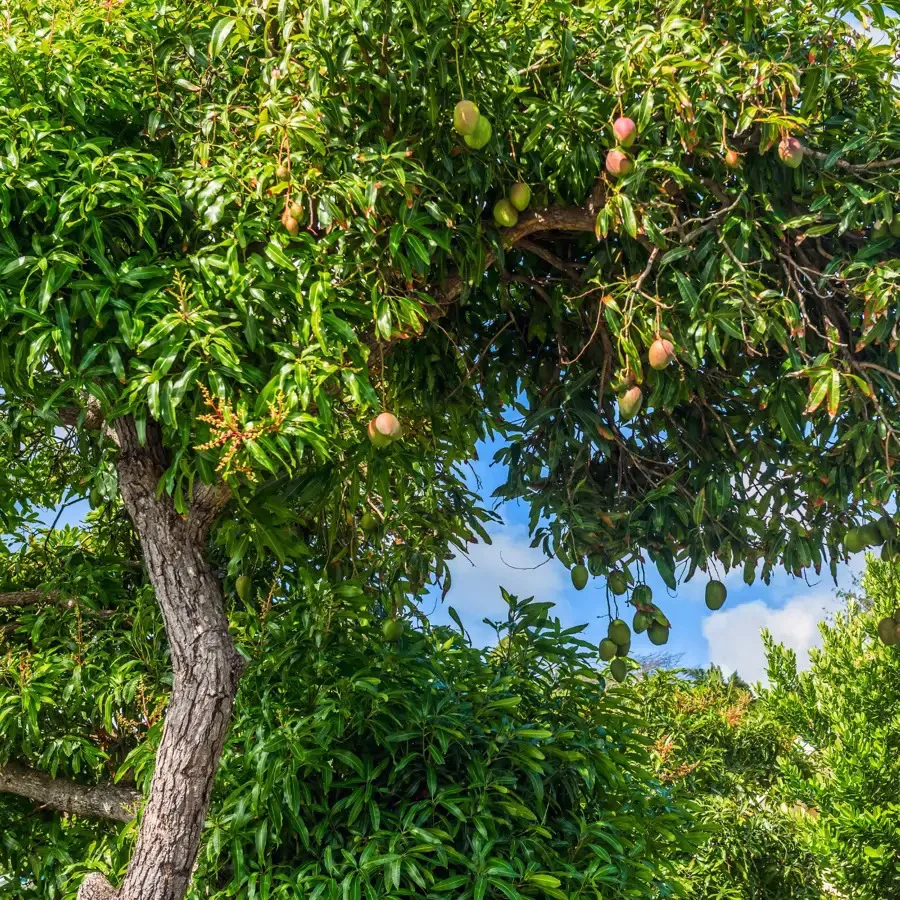 Hombre murió tras caer de una mata de mango en Lechería