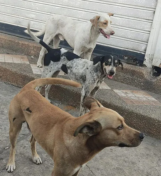 Envenenamiento de perros comunitarios