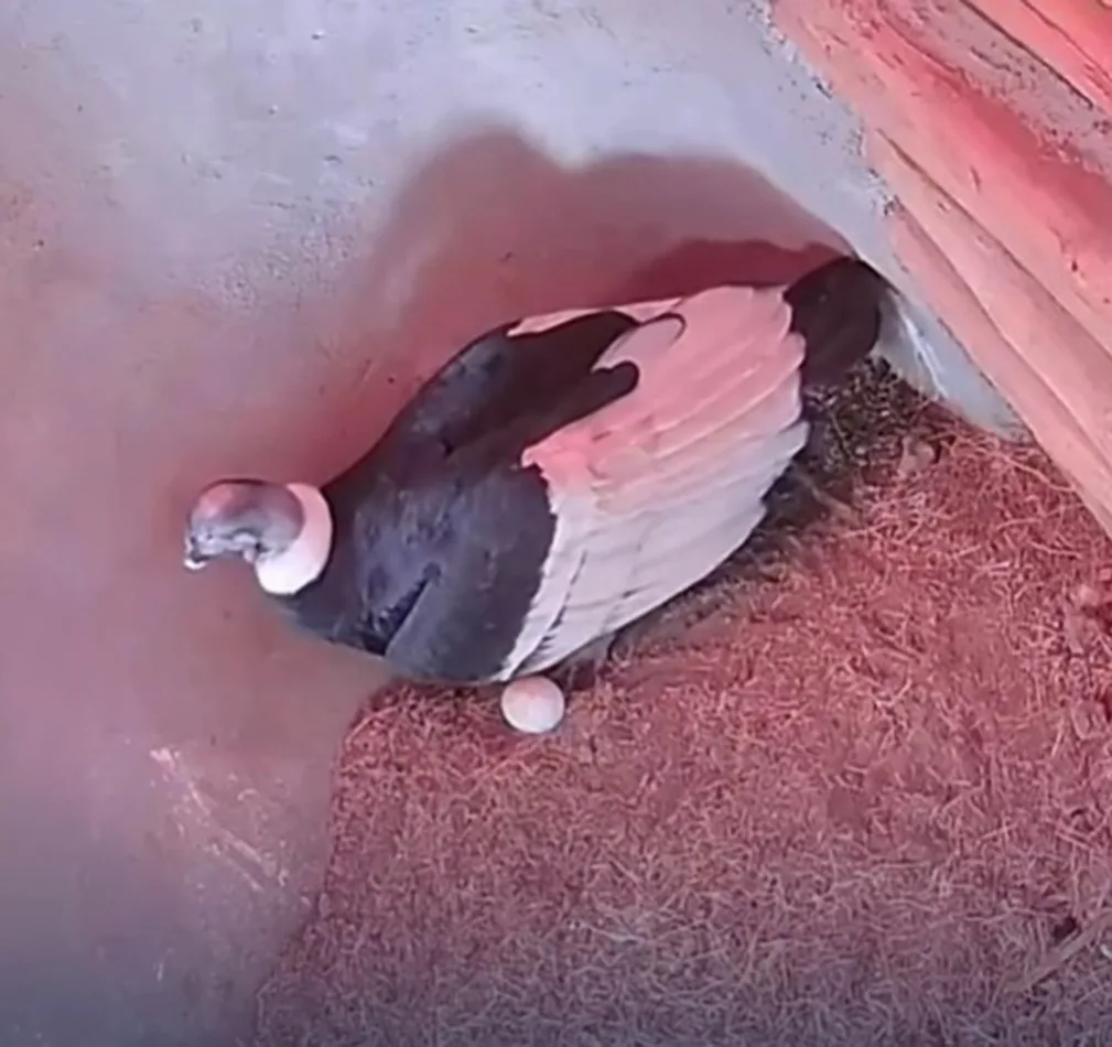 Cóndores andinos logran primera postura en Mundo Safari de Mérida