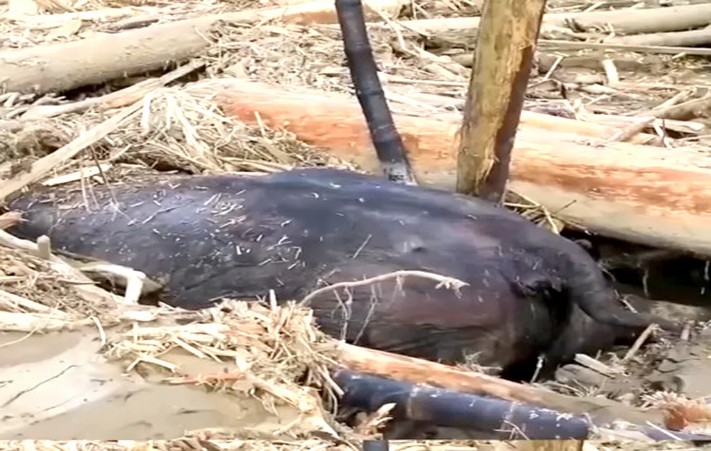 Inundaciones en Indonesia entierran a un elefante