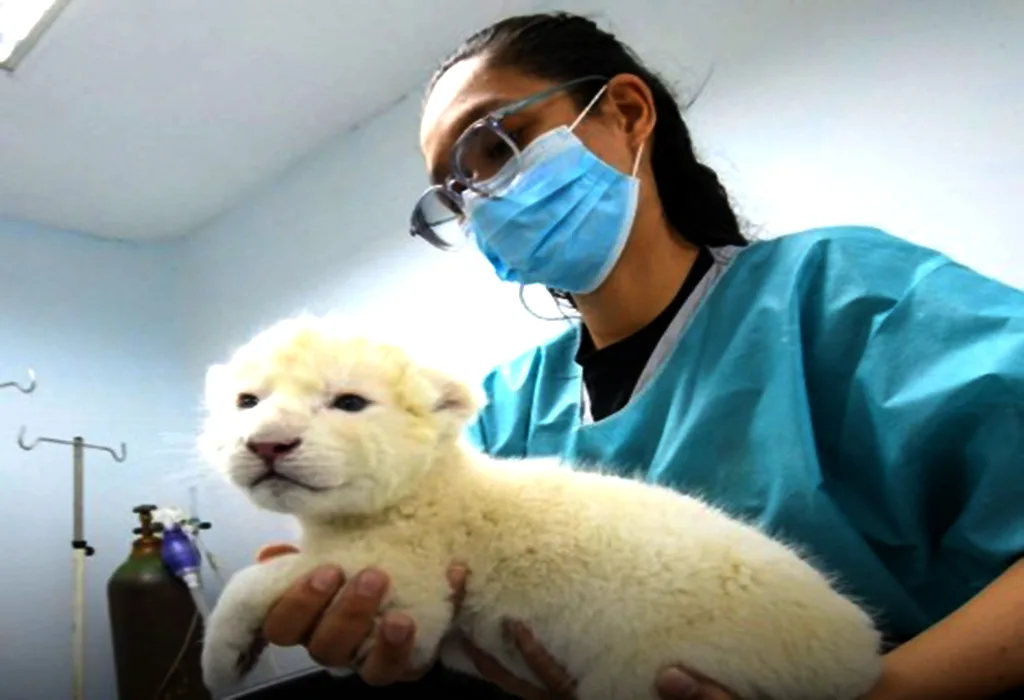 Murió uno de los cachorros de león blanco nacidos en zoológico de Maracay