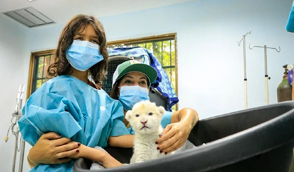 Nacen dos crías de león blanco en el Zoológico de Maracay