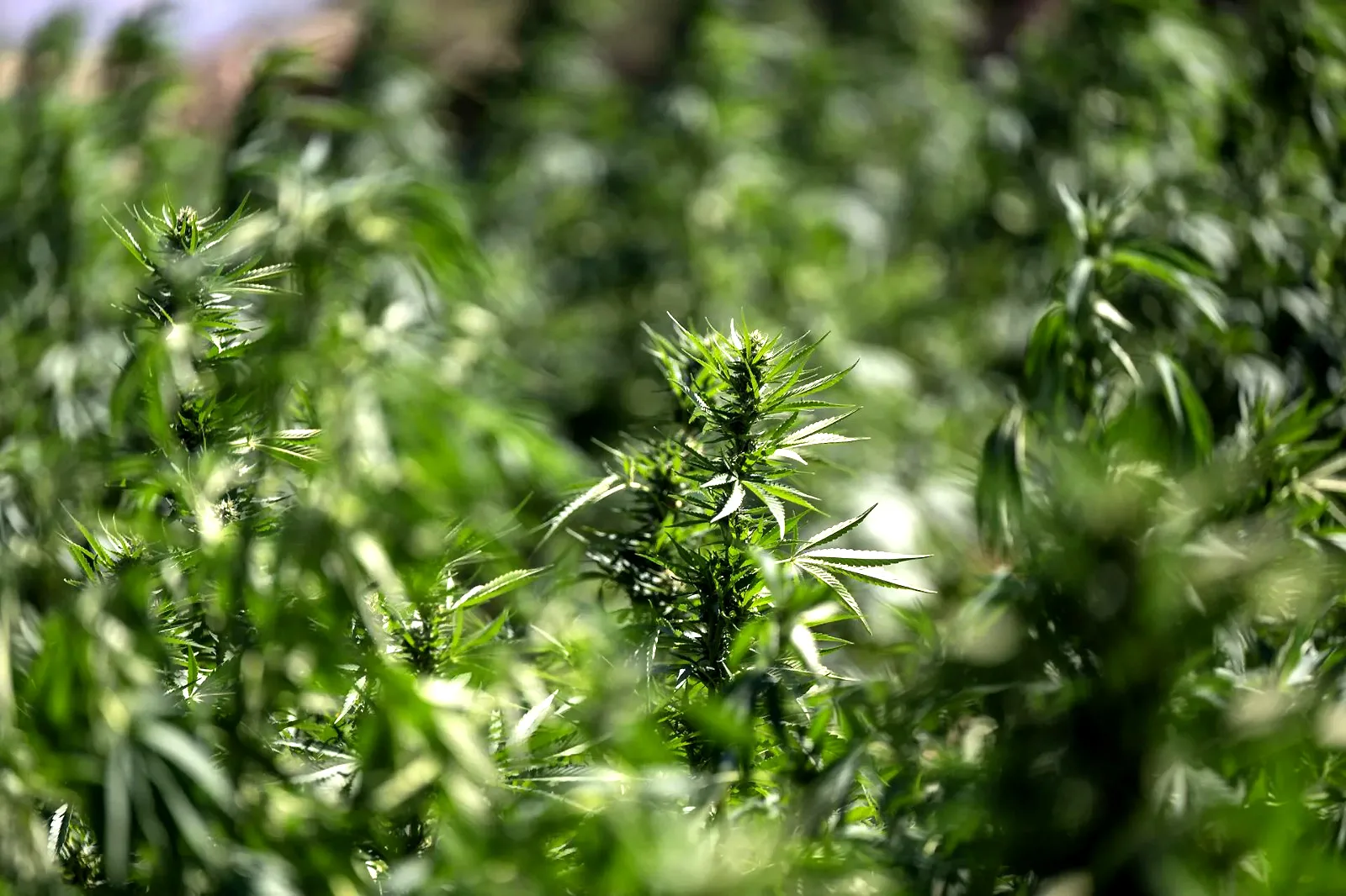 Consumir cannabis en la adolescencia 
