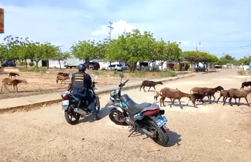 Policabimas emitió un comunicado sobre animales en vías