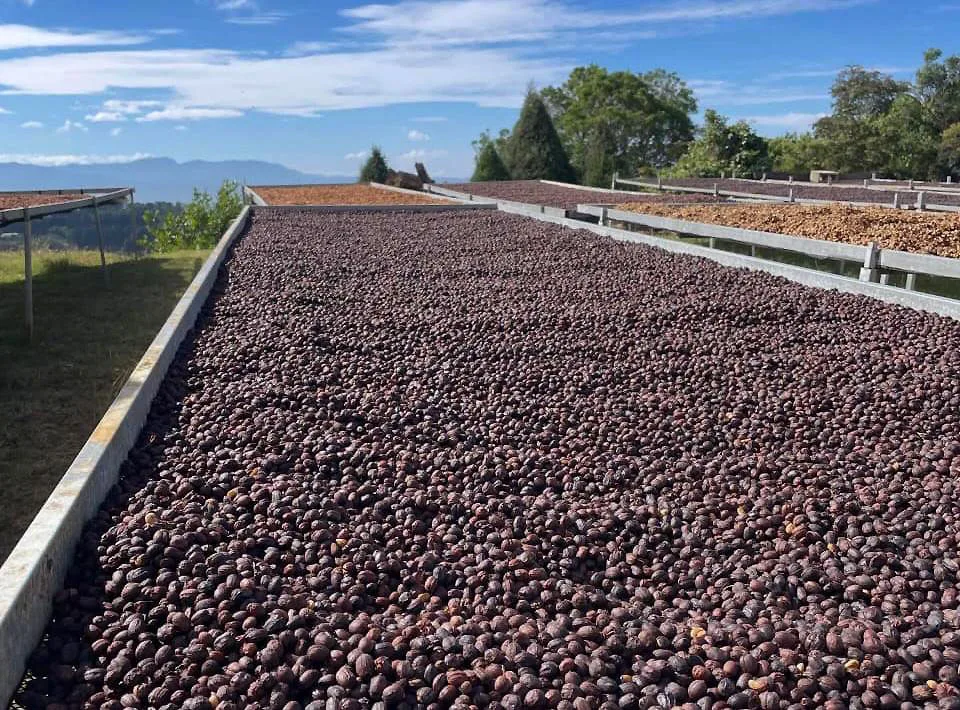 Primera Feria Artesanal de Café, Cocuy, Cacao y Miel 